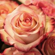 Foto reading met waarzegger Rose Waarzeggers-limburg.nl